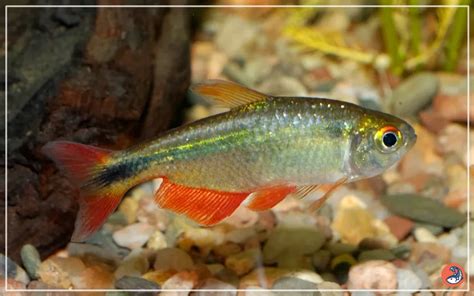 30 Tetra Fish Types: Popular & Rare Species .
